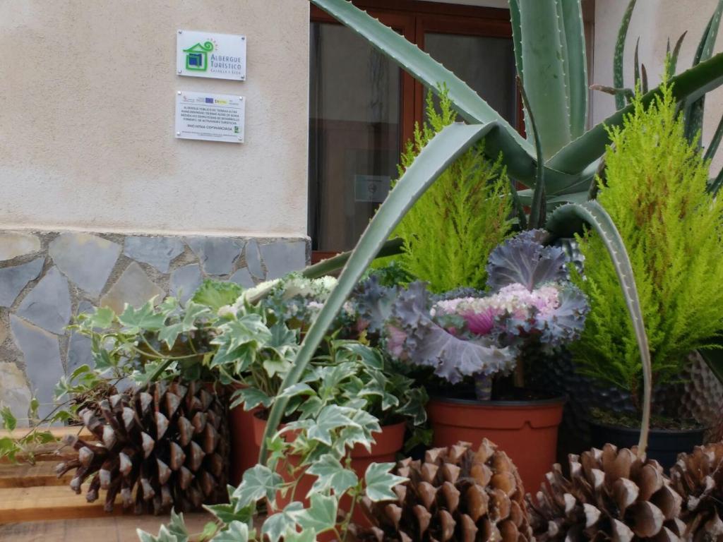 un groupe de plantes en pots sur une table dans l'établissement Albergue Turístico Tierras Altas, à Fuentes de Magaña