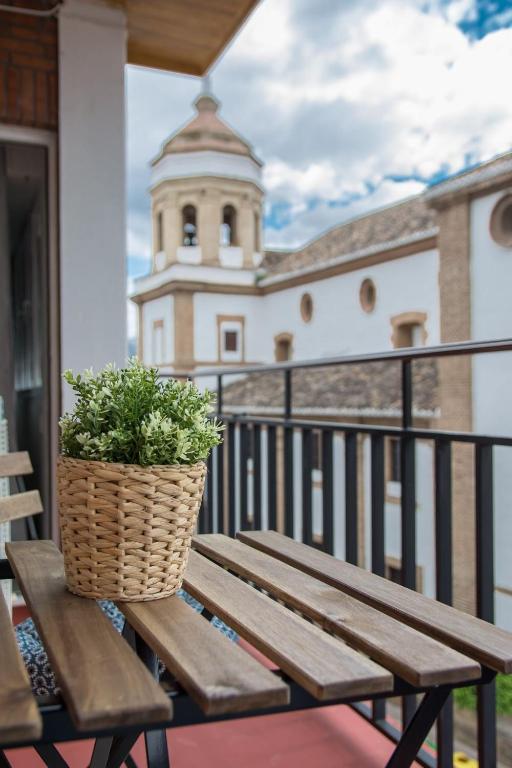 Pinsapo (Centro ciudad) - 14