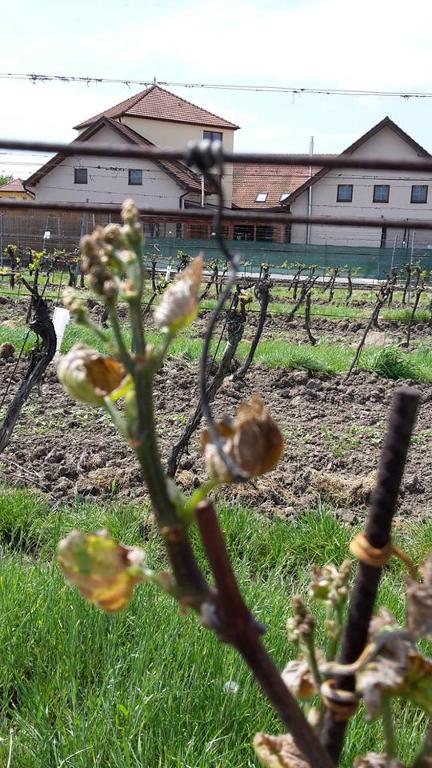 Zahrada ubytování Penzion Kosík Tvrdonice