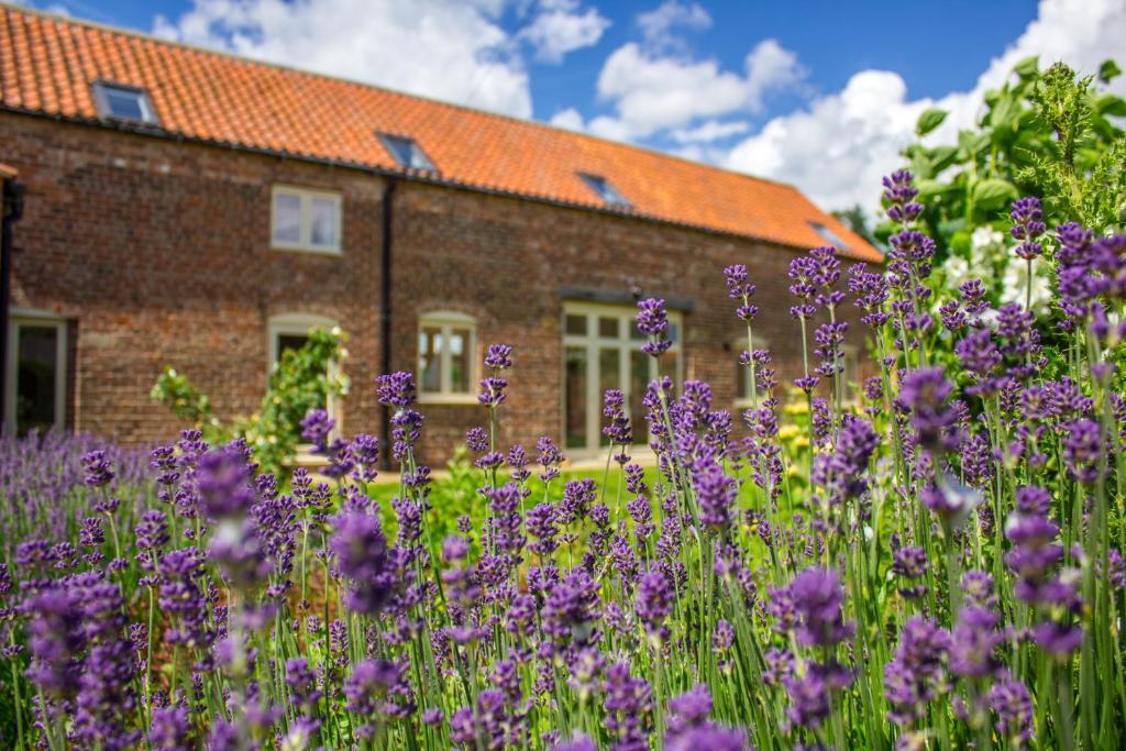 a field of purple flowers in front of a building at Shakespeare Cottage in Lincoln