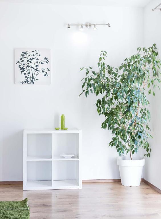 Фотография из галереи Apartments Tonka Centar в Водице