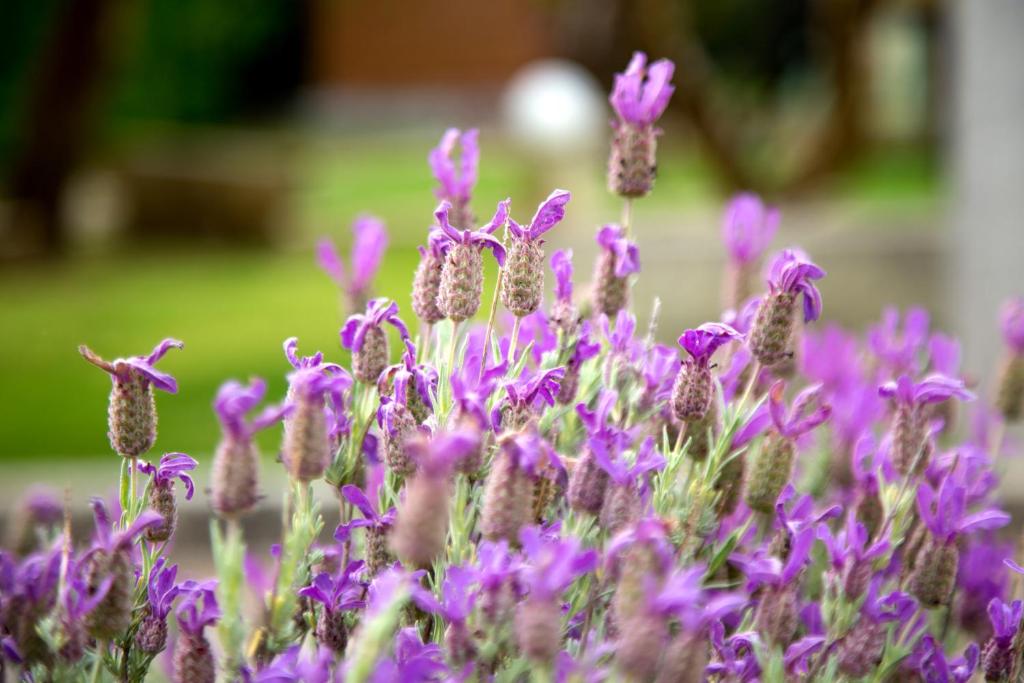 Ogród w obiekcie Agriturismo il Contadino