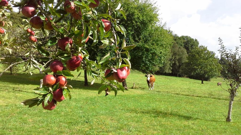 Jardín al aire libre en Casa Rural Graña da Acea