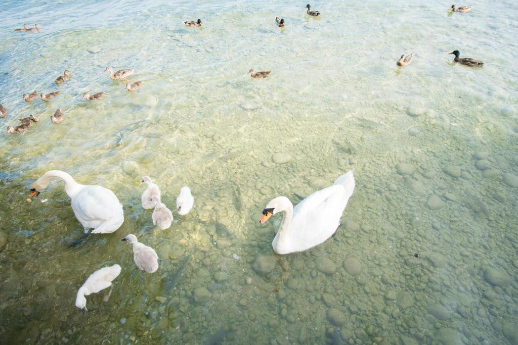 Živali poleg hotela oz. v okolici