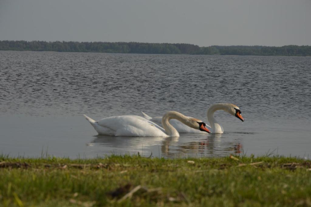 Zvířata v penzionu – hostince nebo okolí