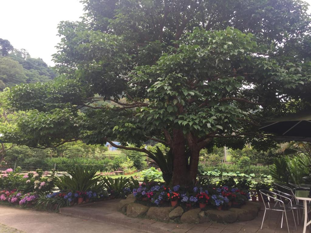 &#x7389;&#x8377;&#x5712; &#x5BA4;&#x5916;&#x82B1;&#x5712;