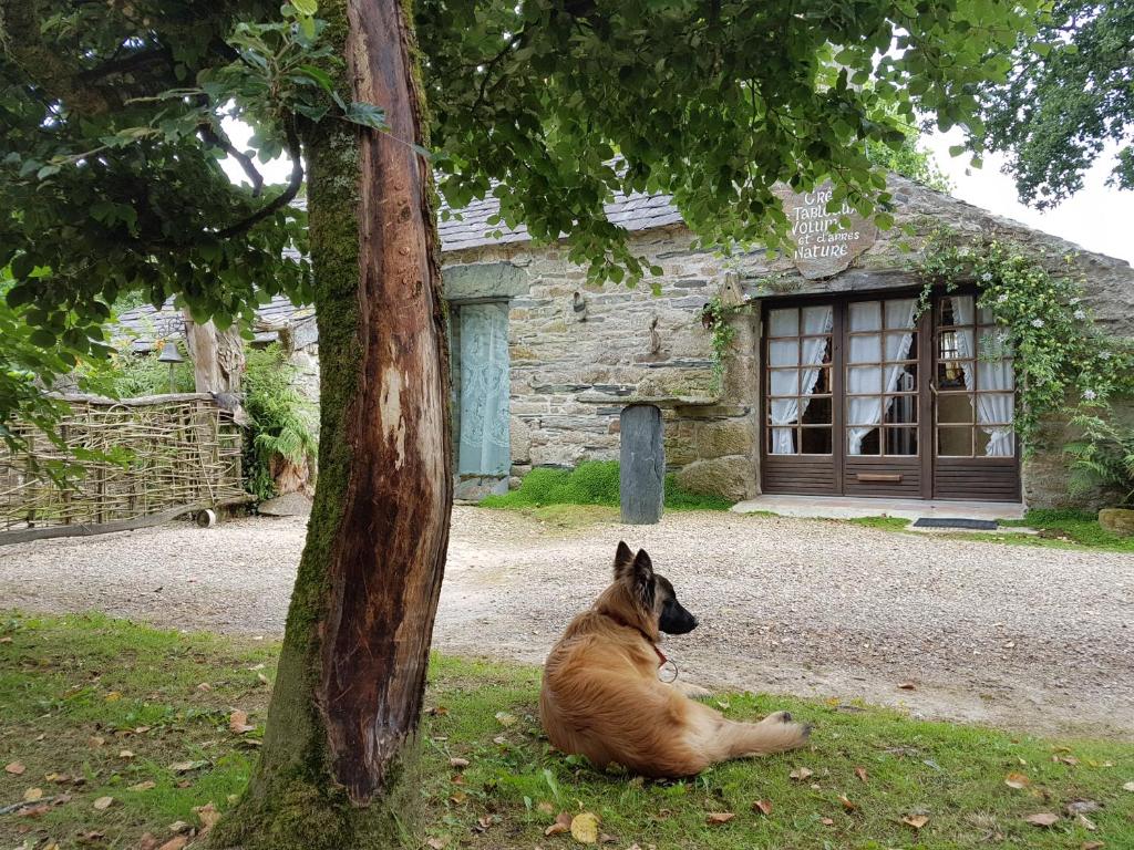 un chien assis à côté d'un arbre devant un bâtiment dans l'établissement Maisonnette atypique au pied des monts d'Arree, à Commana
