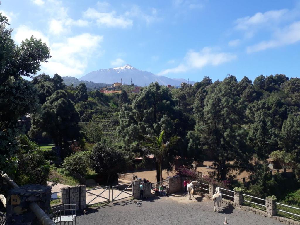 a mountain in the distance with two animals in the foreground at Riendas Vivas in La Guancha