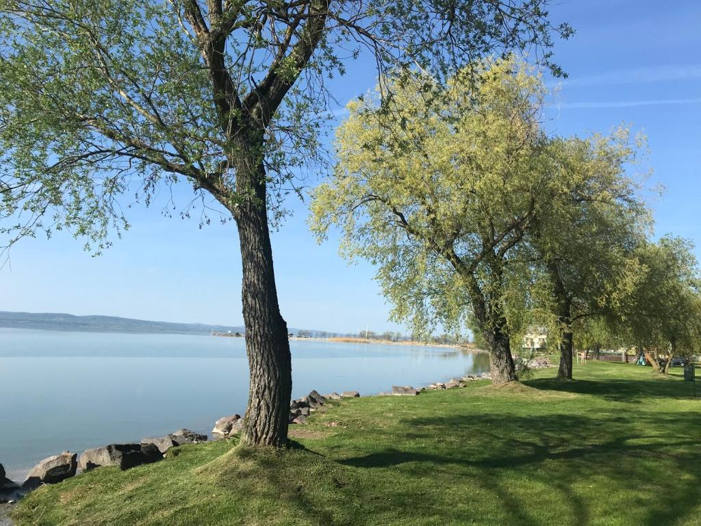 a group of trees on the shore of a lake at Balatonszemes small House in Balatonszemes