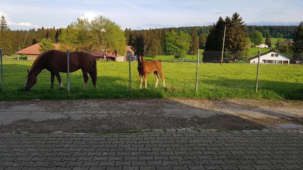 two horses and a baby horse grazing in a field at "Sous les Barres" in Montfaucon