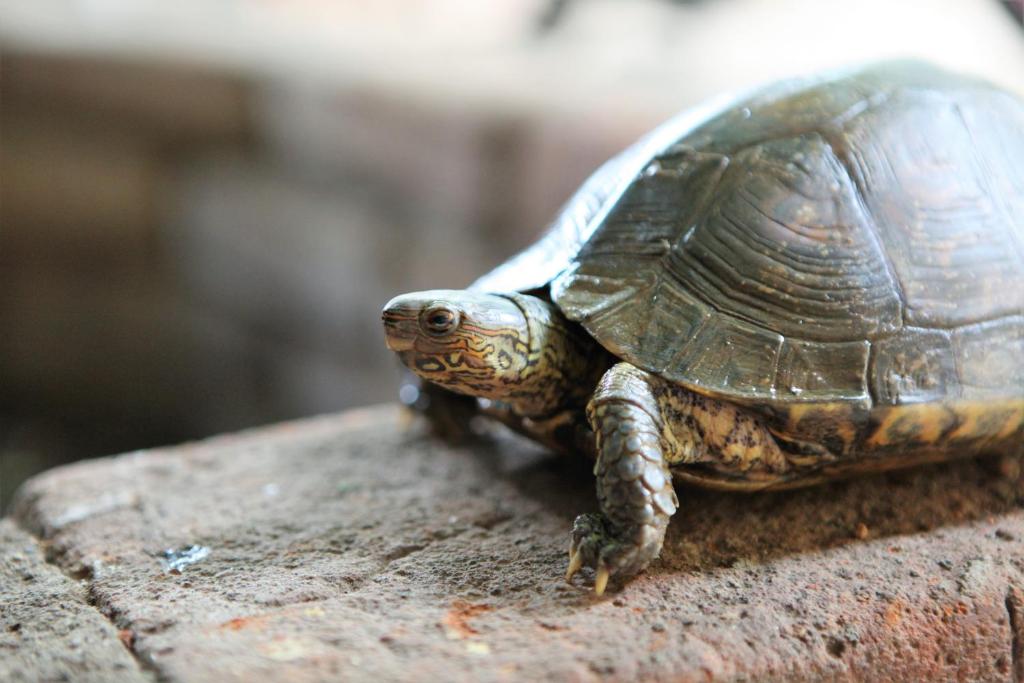 a turtle sitting on top of a rock at Hostal La Tortuga Booluda in León