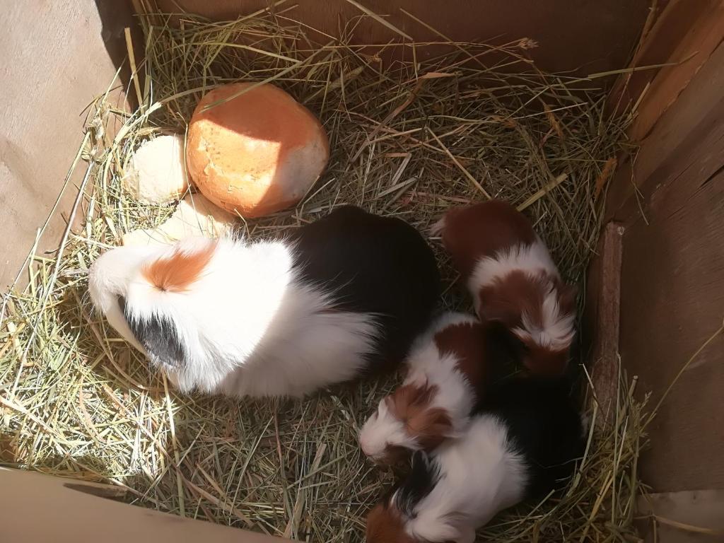 Zvířata v apartmánu nebo okolí