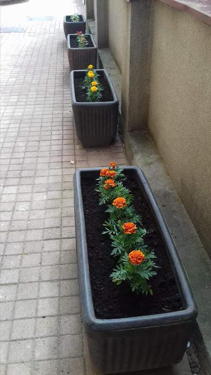 a row of planters with orange flowers in them at Smještaj Slavonija in Daruvar