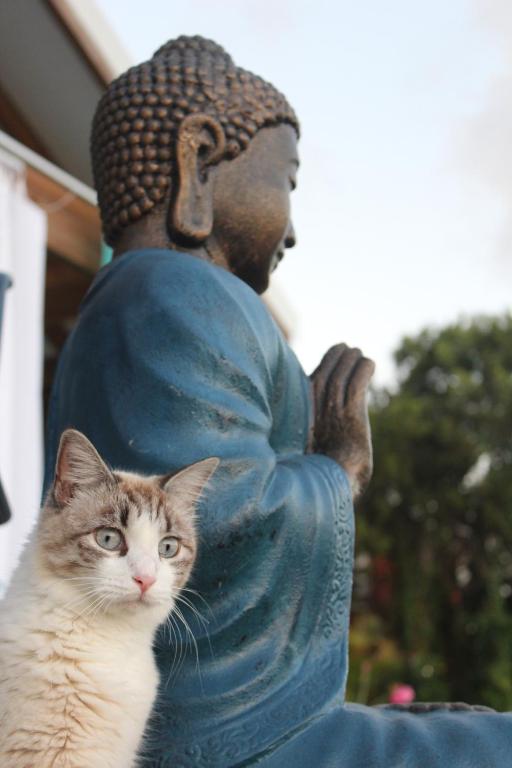 Un gatto è in piedi accanto a una statua di Buddha Bleu a Sainte-Luce
