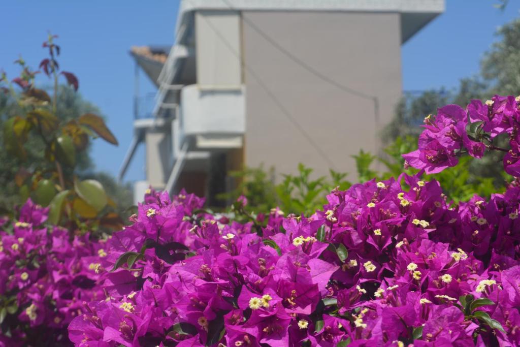 Eleonas Apartments في Rizá: حفنة من الزهور الأرجوانية أمام المبنى