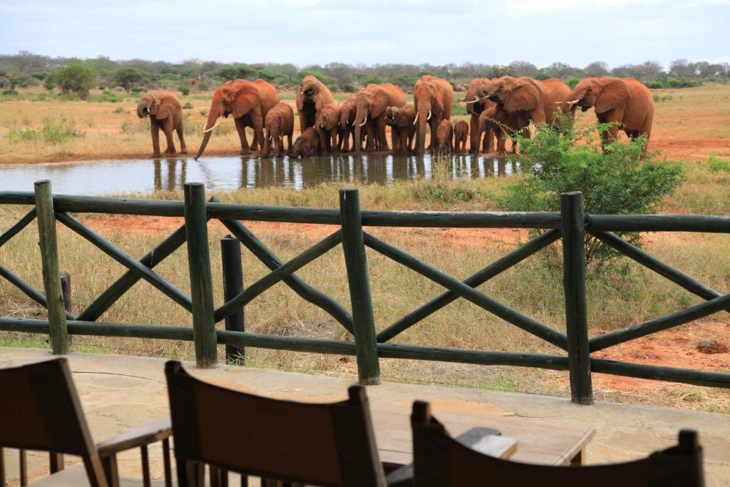 Voi Wildlife Lodge, Voi – Updated 2022 Prices