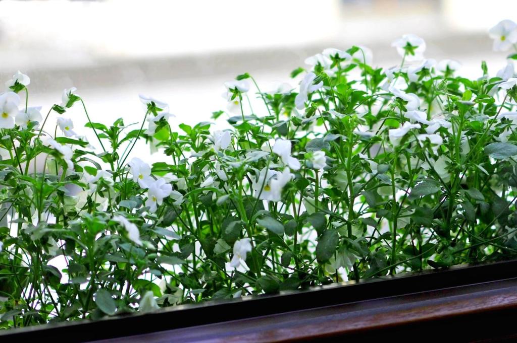 Apartament Bimba & Free Parking - 17