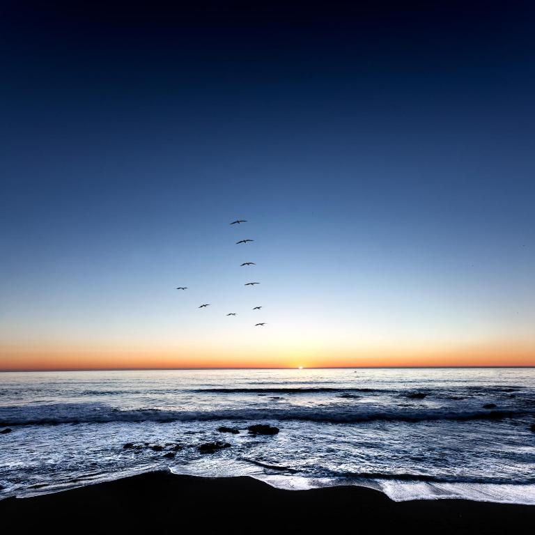 a flock of birds flying over the ocean at sunset at Castle Inn in Cambria