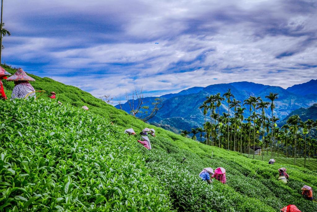 Un gruppo di persone su una collina erbosa di Look Tea House a Meishan