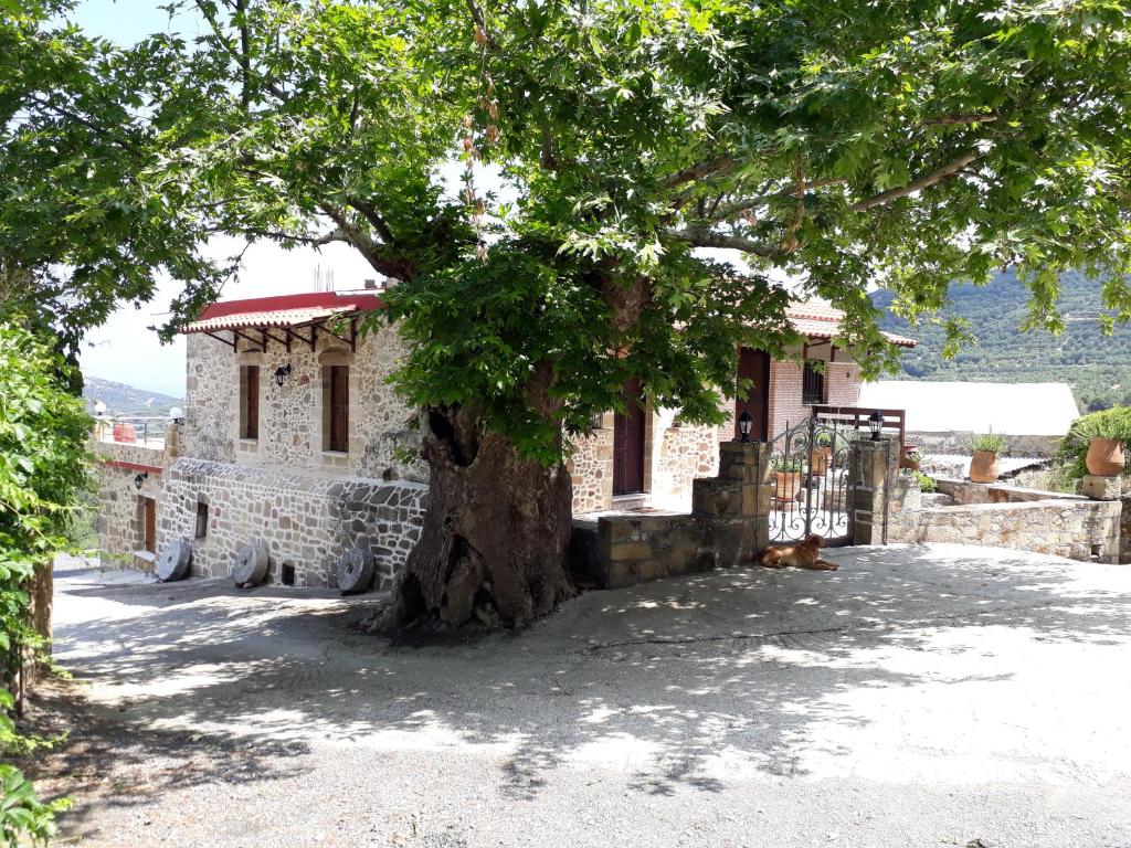 un albero di fronte a una casa con un edificio di Traditional House Koukounara a Kíssamos