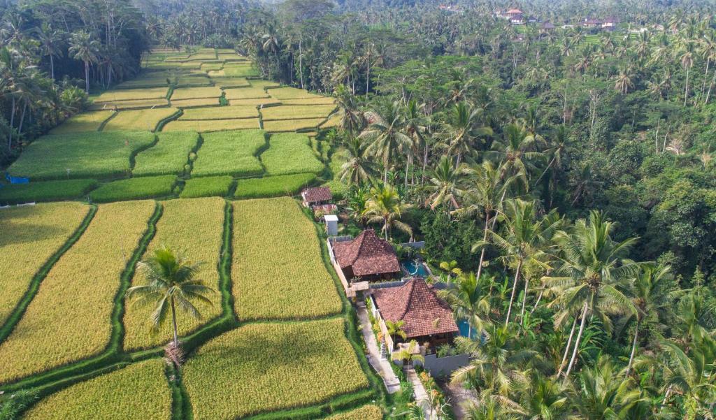 - une vue aérienne sur les rizières et les palmiers dans l'établissement Mandana Ubud Villa, à Ubud