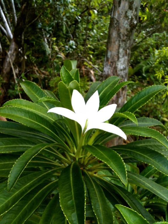 Jardín al aire libre en Island Home