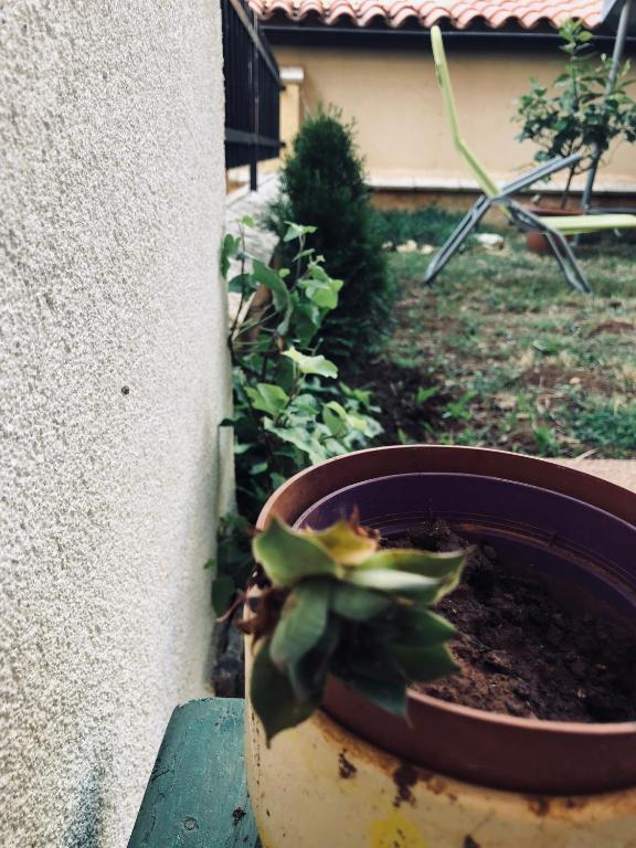 Vonkajšia záhrada v ubytovaní Andrea Apartment Peroj