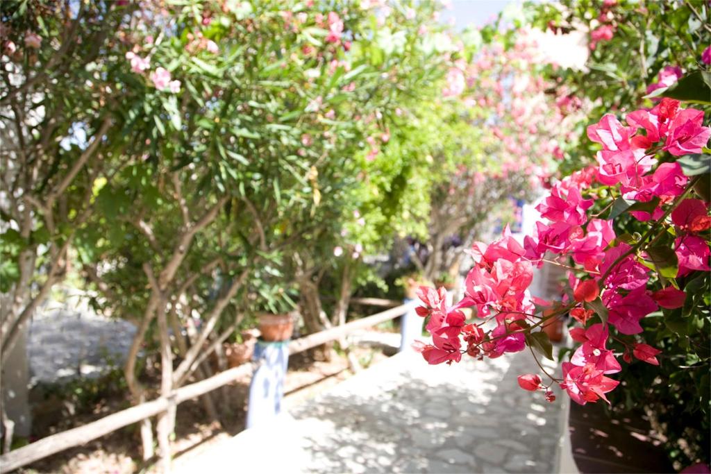 a vase filled with pink flowers next to a fence at L'Oasi Villaggio Albergo in Favignana