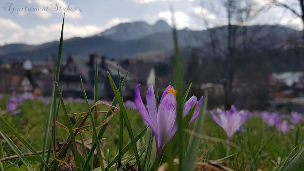 Príroda v okolí apartmánu
