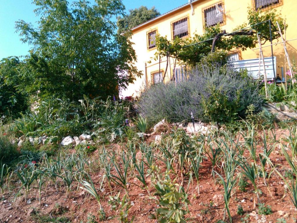 Zahrada ubytování Cortijo de la Cruz