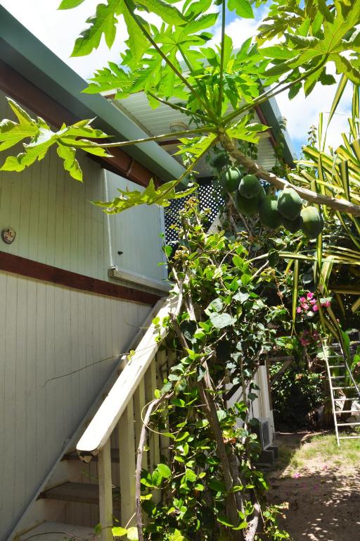 a tree with fruits on it next to a house at Fare Maheata in Pihaena