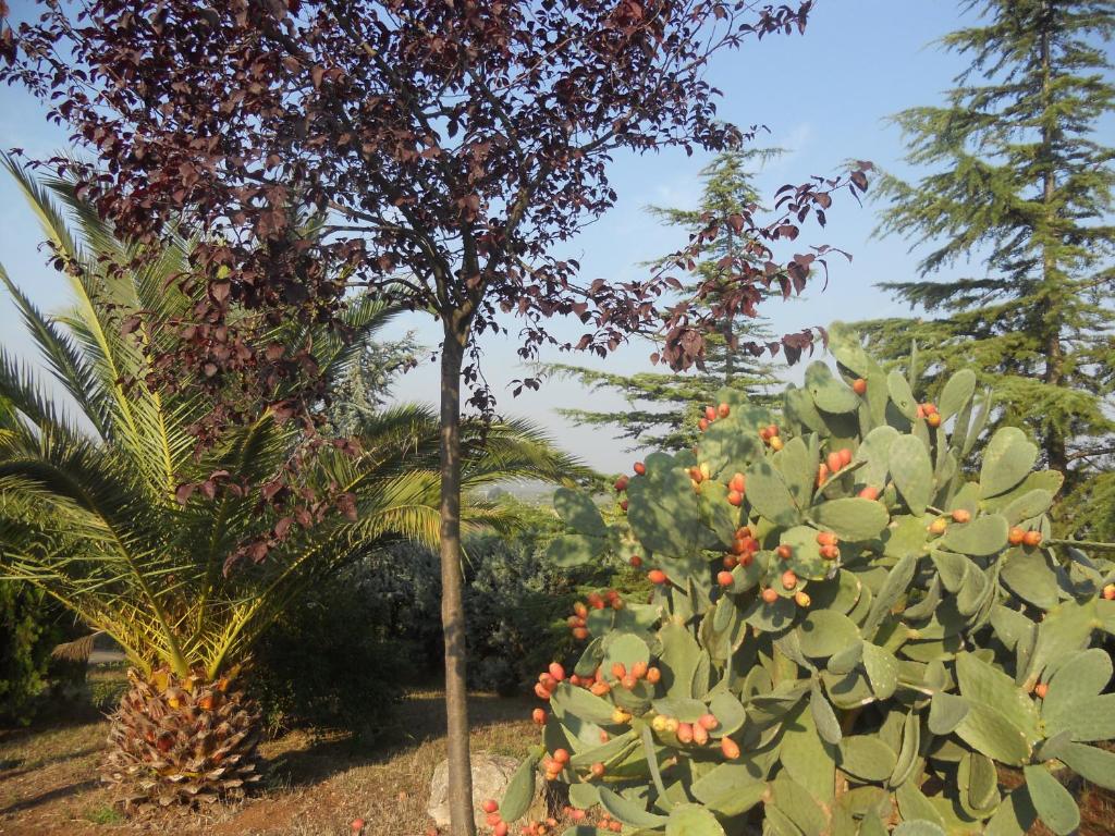 Zahrada ubytování B&B Villa Lena