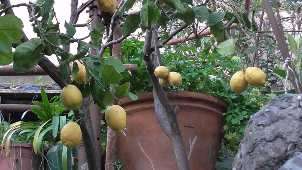 Vonkajšia záhrada v ubytovaní Il Golfo e i Limoni