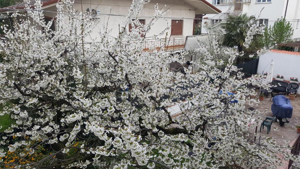 Zahrada ubytování B&B Gasiso