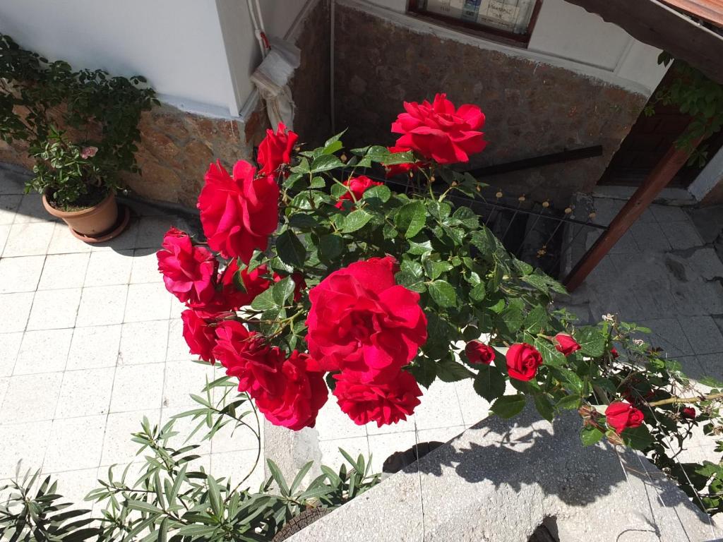 Zahrada ubytování Anatolia cave hotel Pension