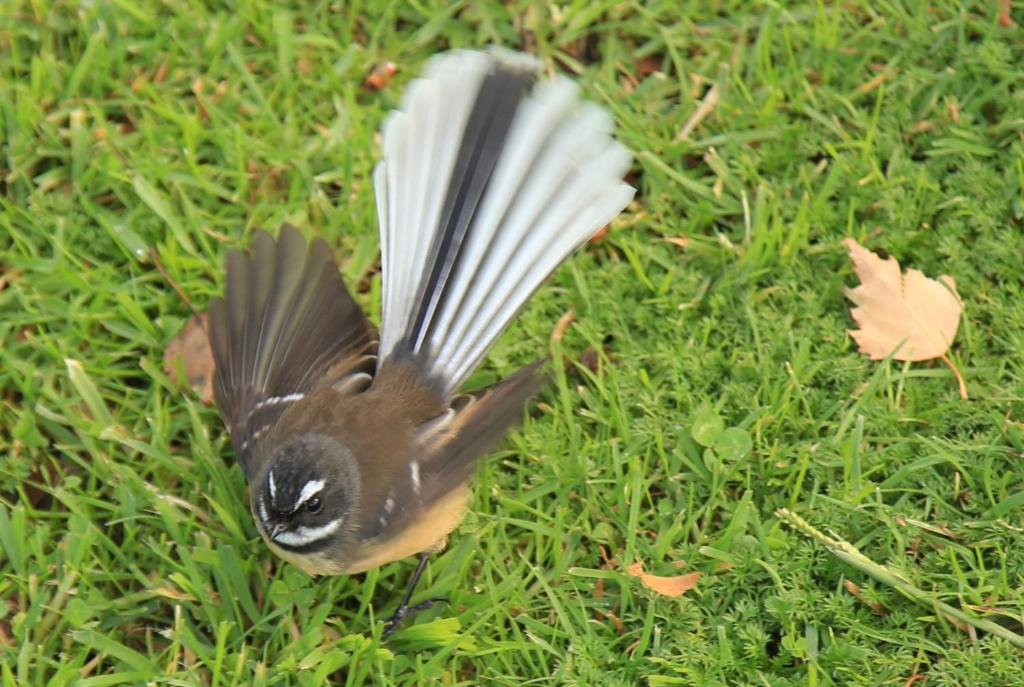 Parklands Marina Holiday Park - Resim 44