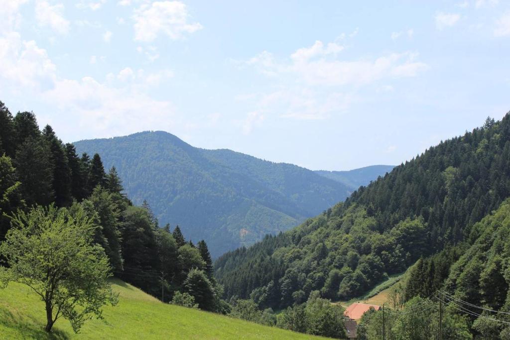 Příroda nedaleko apartmánu