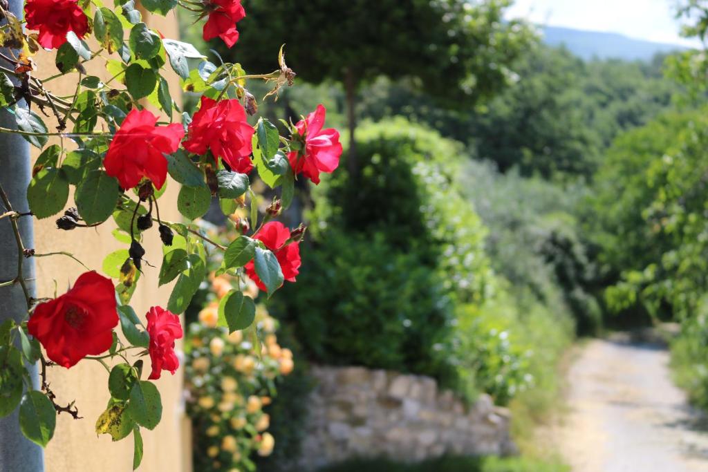a bunch of red flowers on a vineyard at Bed & Breakfast Casa Lisetta in Valtopina