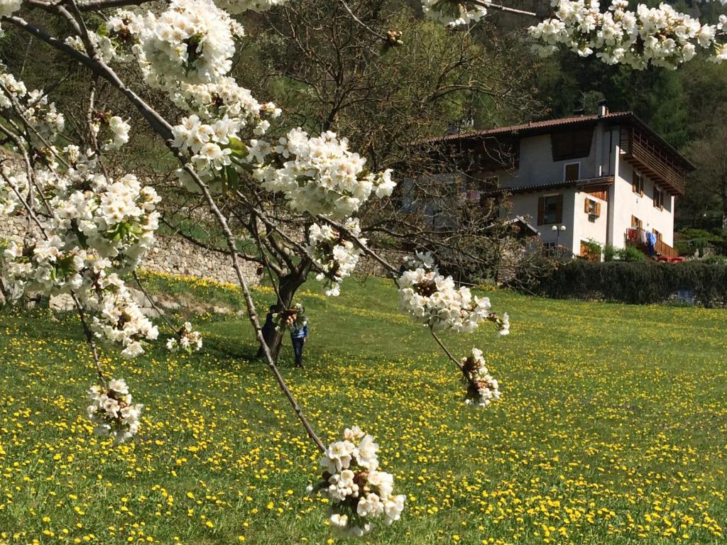 Vonkajšia záhrada v ubytovaní B&B Maso Zont Antico Maso