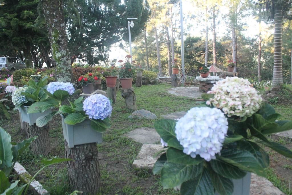 Zahrada ubytování Jabez Resort Kundasang