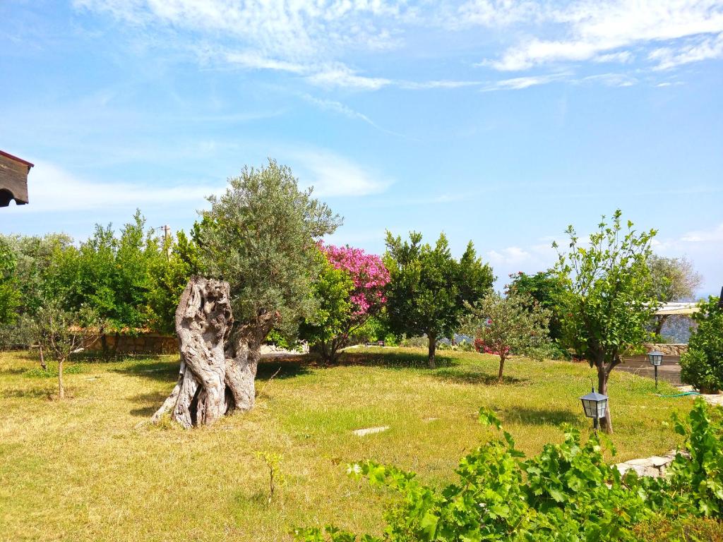 A garden outside Zephyros Hotel