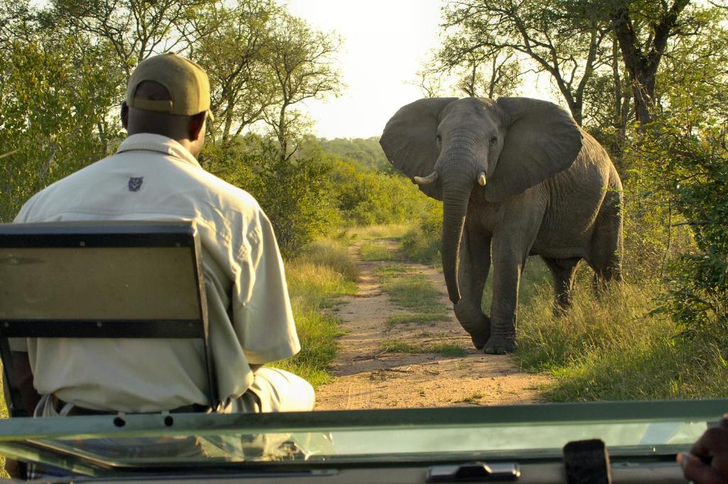 Un homme dans un véhicule qui regarde un éléphant marcher sur une route dans l'établissement Lukimbi Safari Lodge, à Hectorspruit