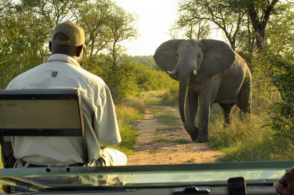a man in a vehicle watching an elephant walking down a road at Lukimbi Safari Lodge in Hectorspruit