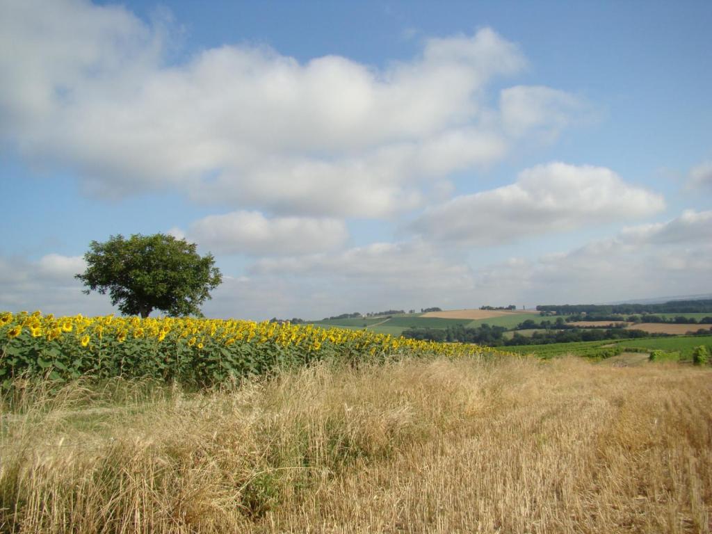 un campo de girasoles con un árbol en el medio en Villa Des Marronniers en Mirande