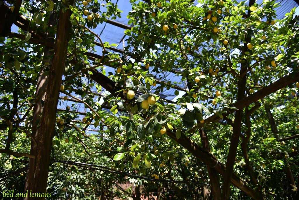 Zahrada ubytování Bed and Lemons