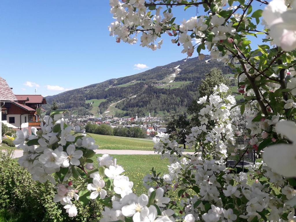 a bunch of white flowers with a mountain in the background at Holdhäusl in Schladming
