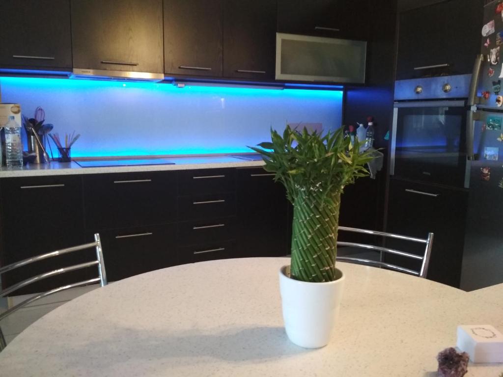 roślina doniczkowa siedząca na stole w kuchni w obiekcie Blue Maizon w Heraklionie