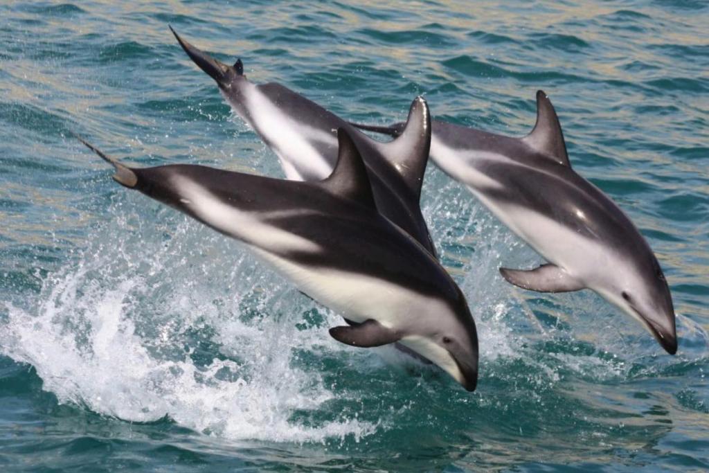 Parklands Marina Holiday Park - Resim 10