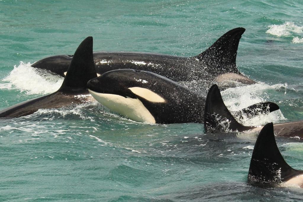 Parklands Marina Holiday Park - Resim 21