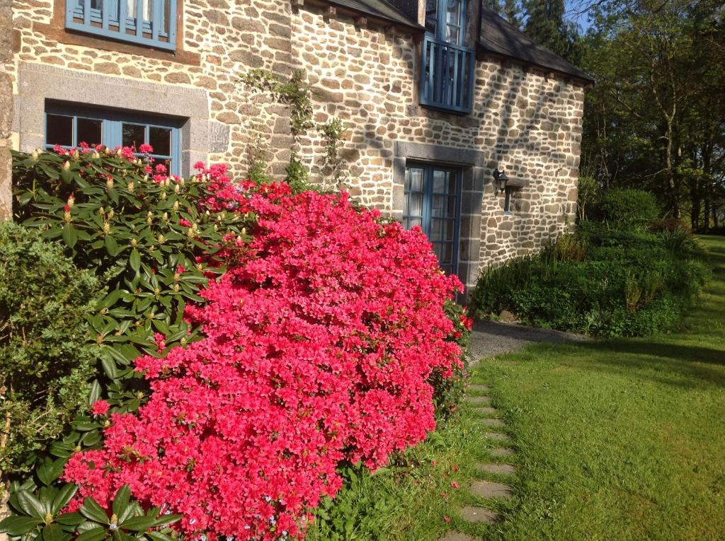 une brousse de fleurs rouges devant un bâtiment dans l'établissement Au Pont Ricoul, à Saint-Pierre-de-Plesguen